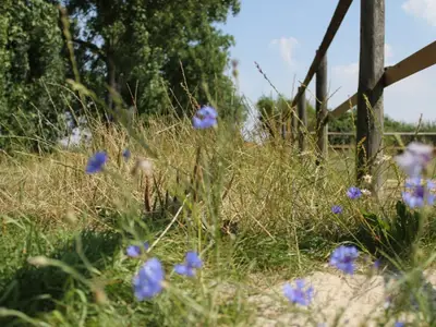 sommerzeiterntezeit3