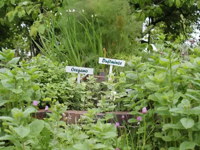 traberhofkruterei2014-05-14002