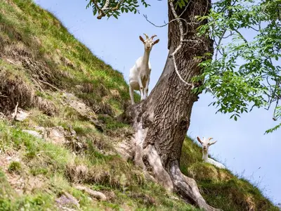 Ferienwohnung für 6 Personen (55 m²) in Hopfgarten im Brixental 8/10