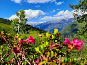 Grenerhof-Almwanderung Grenerhof-Almwanderung