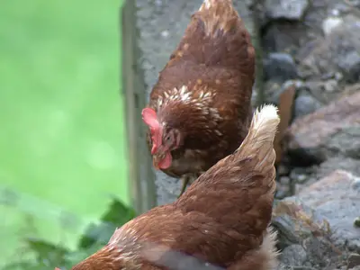 Unsere glücklichen Hühner