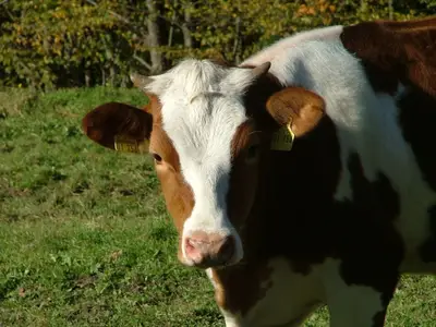 Ferienwohnung für 2 Personen (50 m²) in Horben 7/8