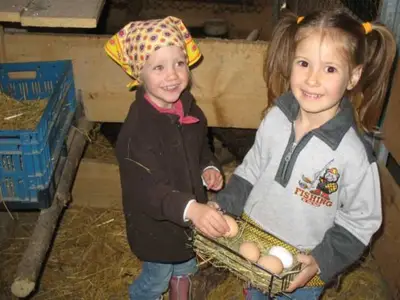 Eiersuchen im Hühnerstall