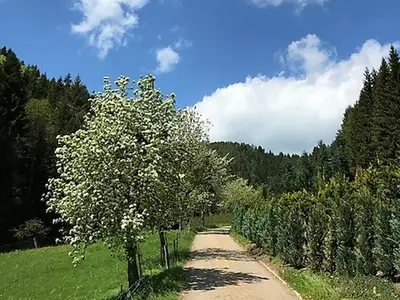 Ferienwohnung für 2 Personen (45 m²) in Hornberg 8/10