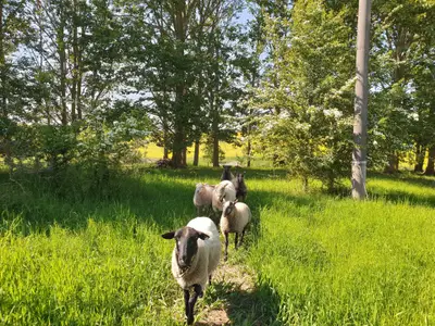 Ferienwohnung für 2 Personen (9 m²) in Rüggow 7/10