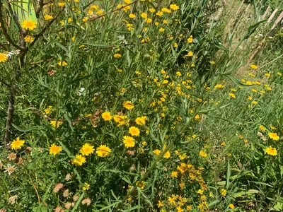 Garten1