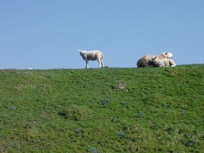 Schafe auf dem Deich