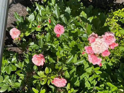 Rosen