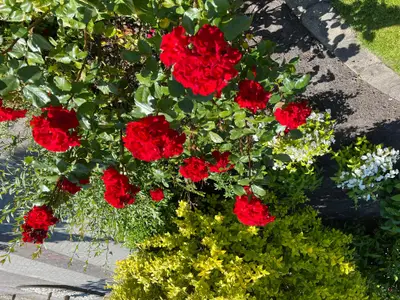 Rosen