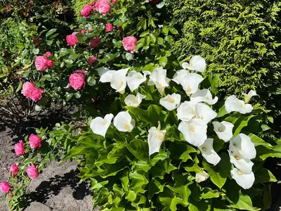 Calla