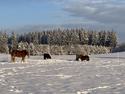 Pferde im Winter