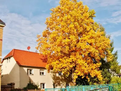 Ferienwohnung für 4 Personen (62 m²) in Hoyerswerda 3/10