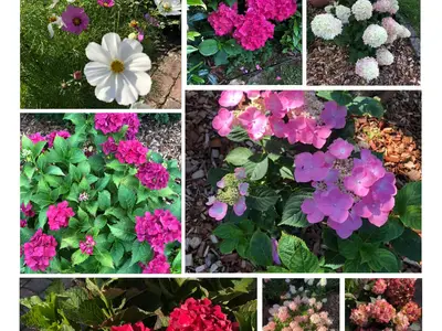 Blumenpracht