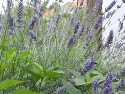 Ferienwohnung für 2 Personen (35 m²) in Hvar 10/10