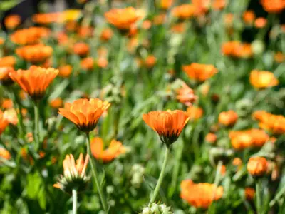 Blumen Blumen