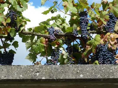 Weinanbau Taubertal
