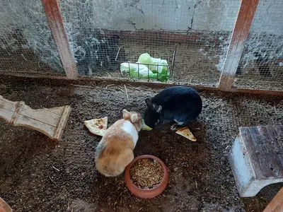 Ferienwohnung für 4 Personen (41 m²) in Ihlow 10/10