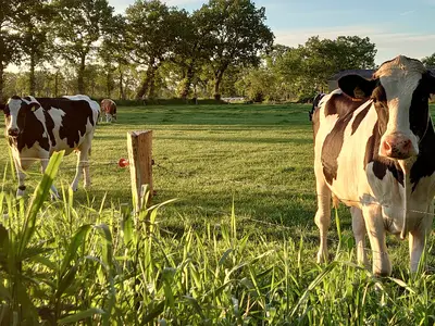 Ferienwohnung für 3 Personen (55 m²) in Ihlow 9/10