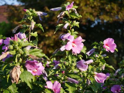 Hibiskusblüten