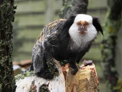 Ferienwohnung im Ferienpark für 3 Personen (35 m²) in Bansin (Seebad) 4/10