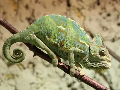 Ferienwohnung im Ferienpark für 3 Personen (35 m²) in Bansin (Seebad) 6/10