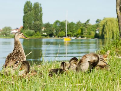 Ferienwohnung für 2 Personen in Immenstaad am Bodensee 8/10