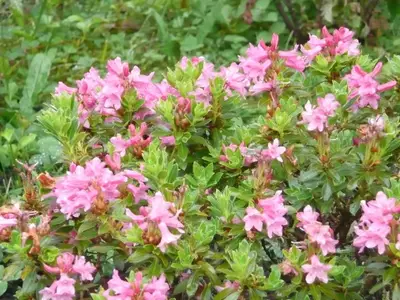 Alpenrosen