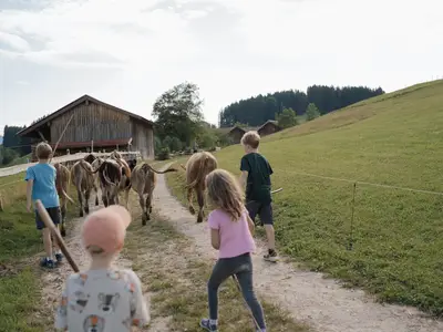 10 Rinder eintreiben