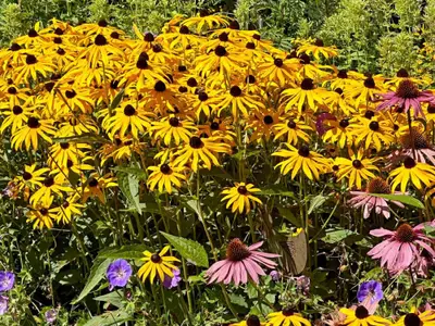 Sommerliches Blumenmeer