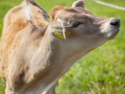 Ferienwohnung für 4 Personen (61 m²) in Immenstadt 7/10