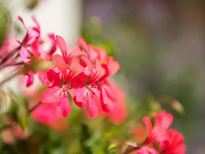 Ferienwohnung für 4 Personen (61 m²) in Immenstadt 8/10