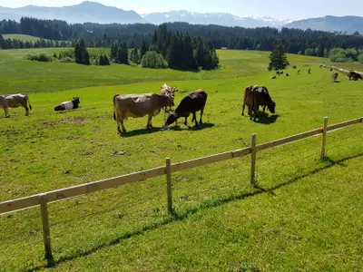 Ferienwohnung für 4 Personen (60 m²) in Immenstadt 4/10