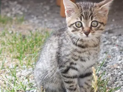 Ferienwohnung für 4 Personen (60 m²) in Stadt Immenstadt i.Allgäu 5/10