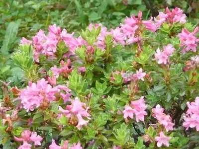 Ferienwohnung für 4 Personen (55 m²) in Stadt Immenstadt i.Allgäu 3/10