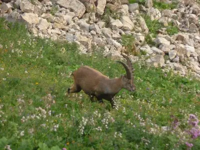 Ferienwohnung für 4 Personen (55 m²) in Stadt Immenstadt i.Allgäu 9/10