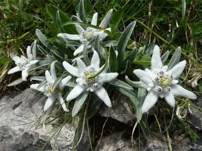 Edelweis