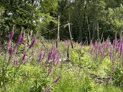 Am Waldrand