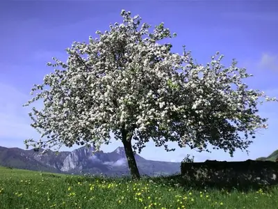 Ferienwohnung für 6 Personen (65 m²) in Innerschwand 6/10