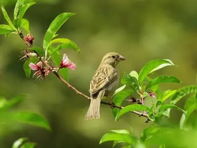 Ferienwohnung für 4 Personen (90 m²) in Inning Am Ammersee 3/10