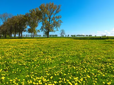Landschaft