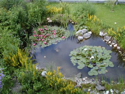 Gartenteich