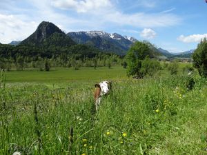 23971952-Ferienwohnung-4-Inzell-300x225-4