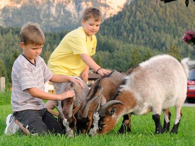 Unsere "Streichel-Ziegen"