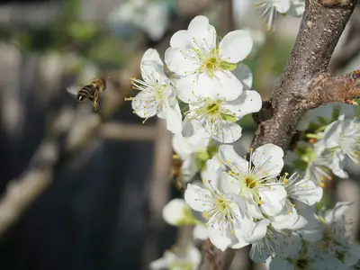 unsere fleißigen Bienen