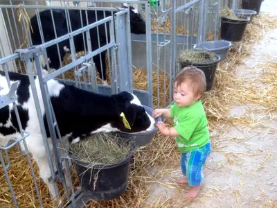 Bei den Kälbchen auf dem Steinackerhof im Hunsrück