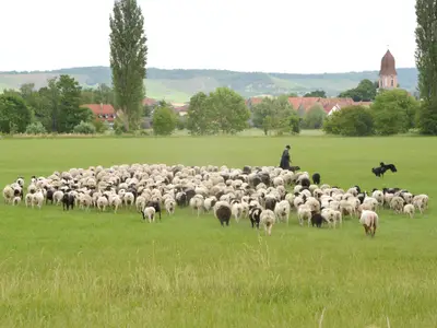 Herr Schuh mit seiner Schafherde