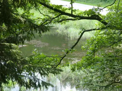 Moor