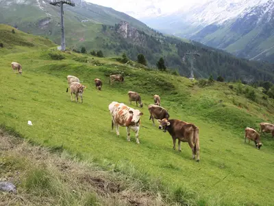 Alpsommer auf der Idalpe