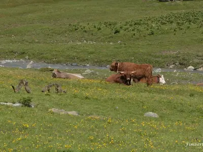 Beim Wandern der Harmony begegnen