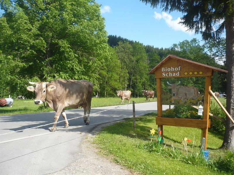 22240053-Ferienwohnung-5-Isny im Allgäu-800x600-2